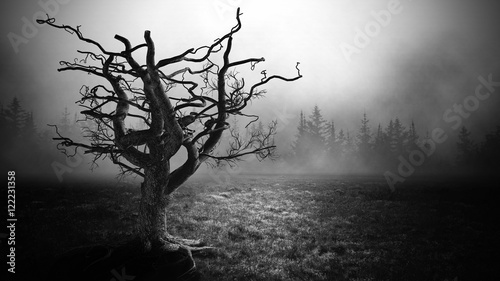 Dark Horror  Spooky  tree. photo