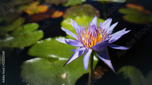 portrait of purple waterlily or lotus flower  blooming at sunset moment selective focus abstract texture vintage textured photo