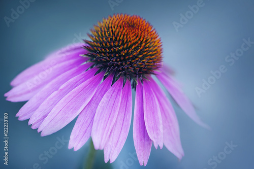 Purple coneflower