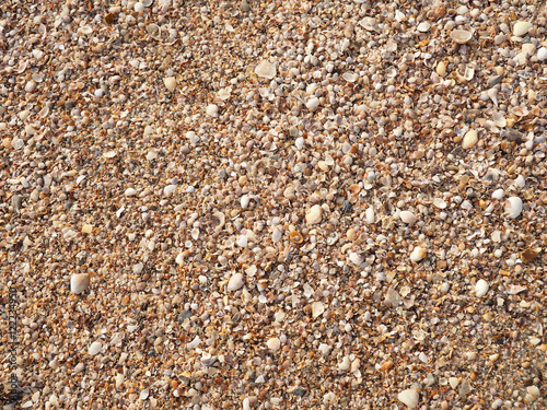 Seashells background. Many sea shells on a beach summer . Small and sand holiday , backdrop.
