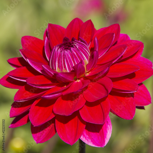 Dahlia flower closeup of red dahlia flower in full bloom 