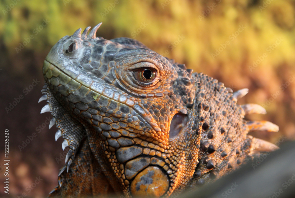 Portrait of iguana lizard Portrait of iguana lizard