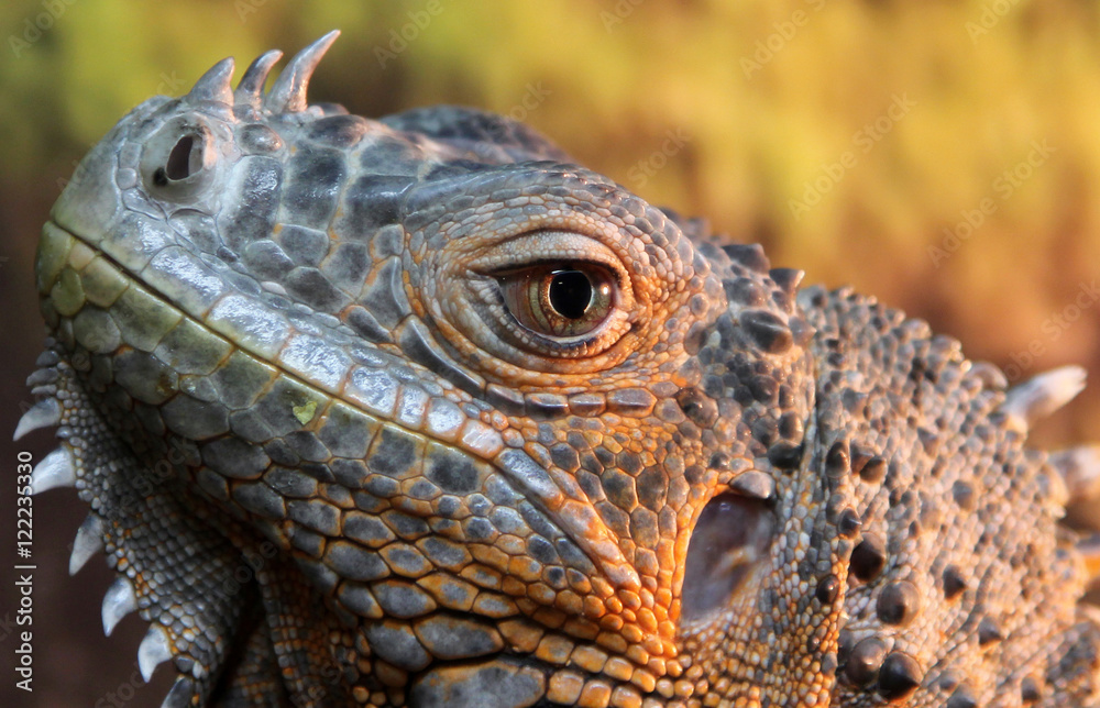 Fototapeta premium Portrait of iguana lizard