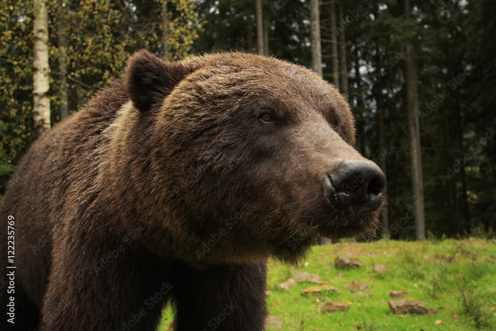 Brown Bear close-up at the ukrainian forest