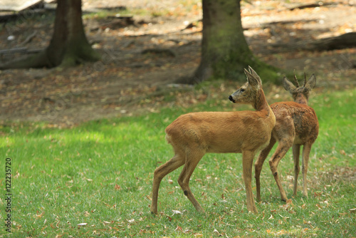 Two deers on a green glade in the autumn forest