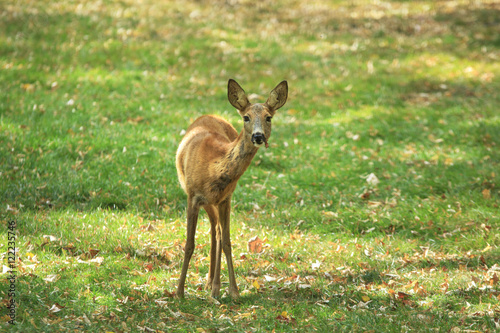 Young deer female stands wary on the green meadow with dry fallen foliage © vzmaze
