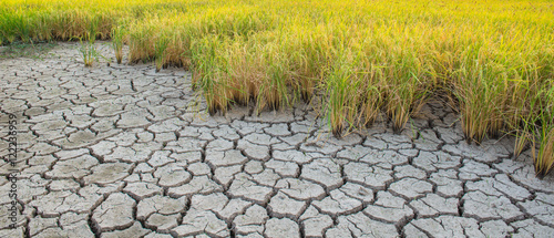 Dry crack earth at rice field