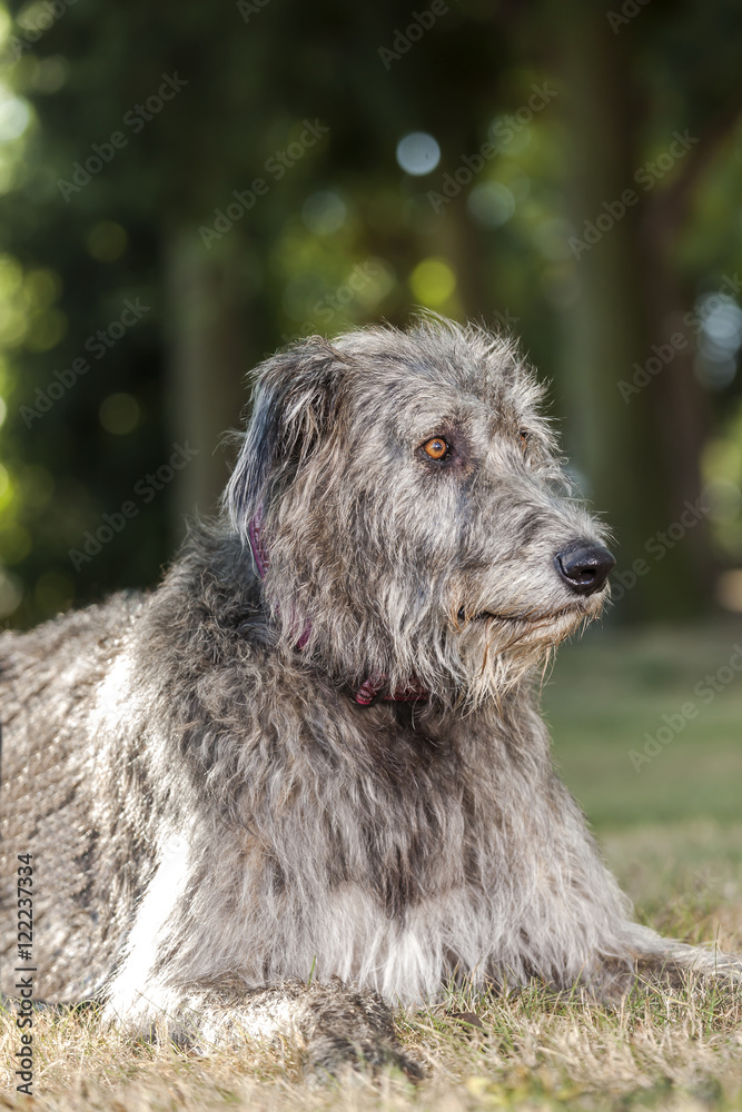 Irischer Wolfshund / Irish Wolfhound liegt auf der Wiese und lässt sich fotografieren