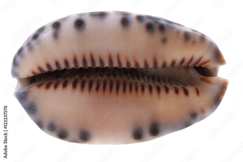 sea shell isolated