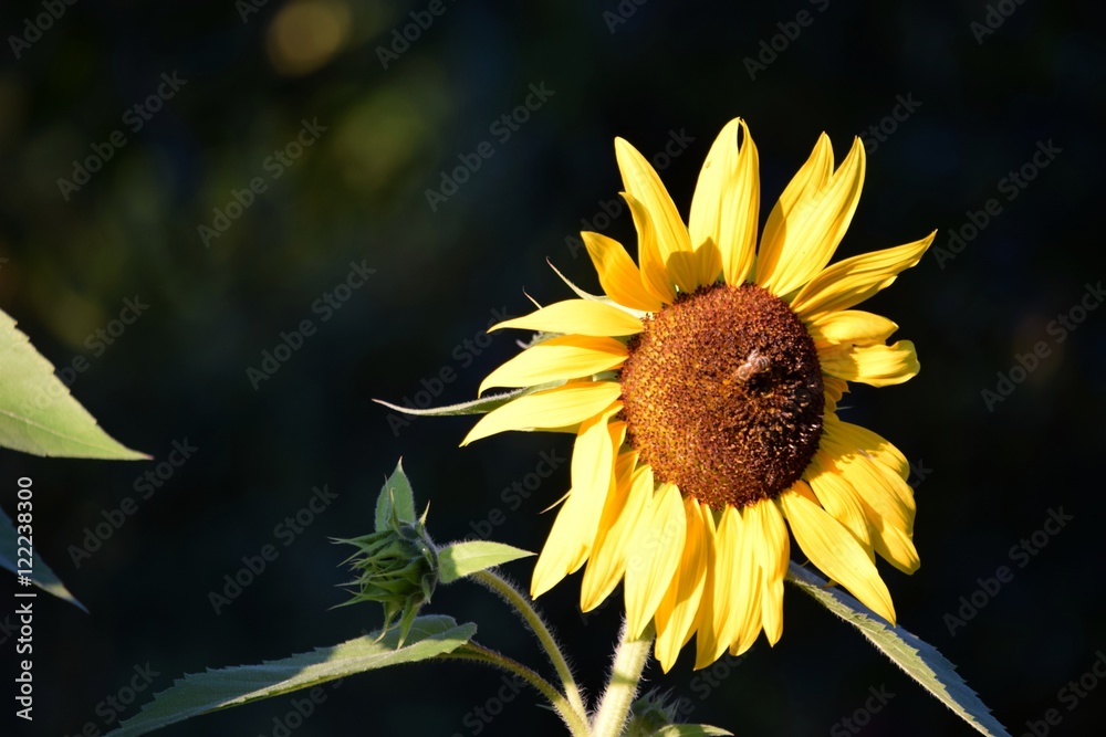 Naklejka premium Jesienny słonecznik