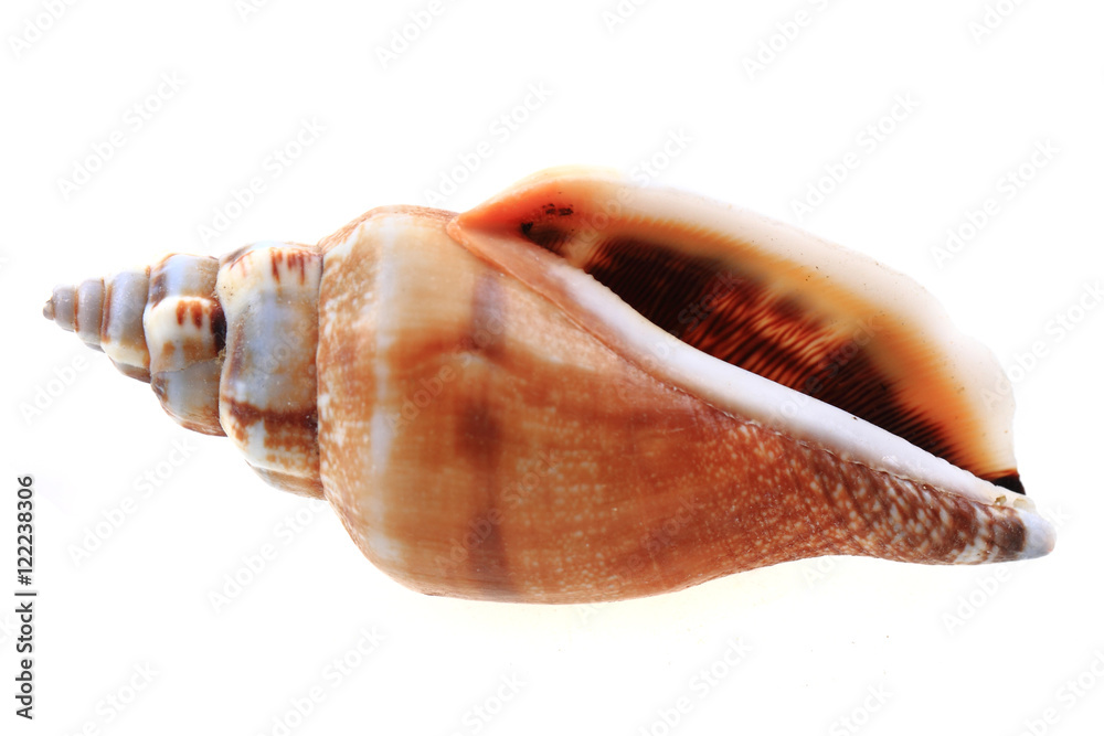 sea shell isolated sea shell isolated