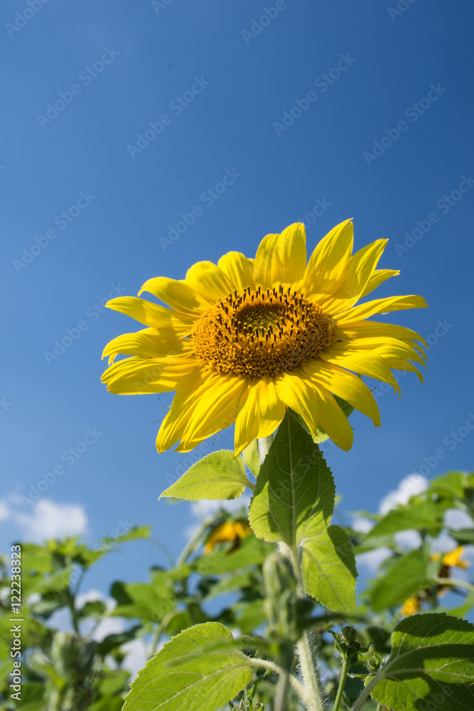 Sunflower field, cloudy blue sky, bright sun lights, sunflower c Sunflower field, cloudy blue sky, bright sun lights, sunflower c