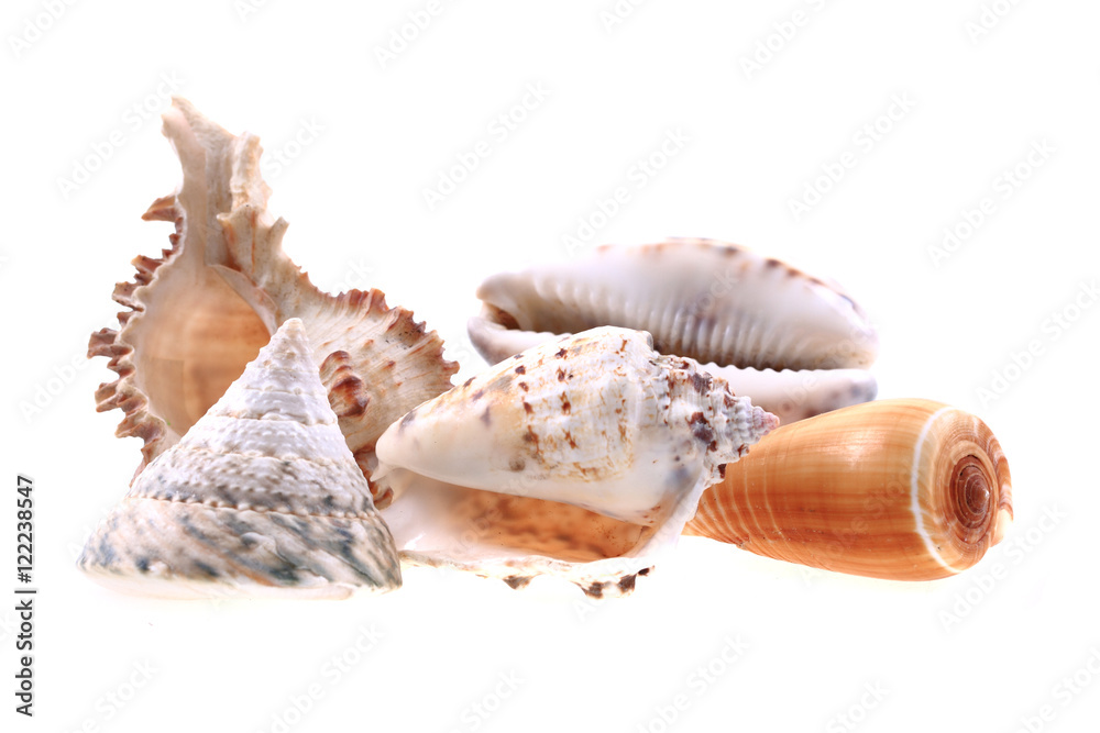 sea shells isolated