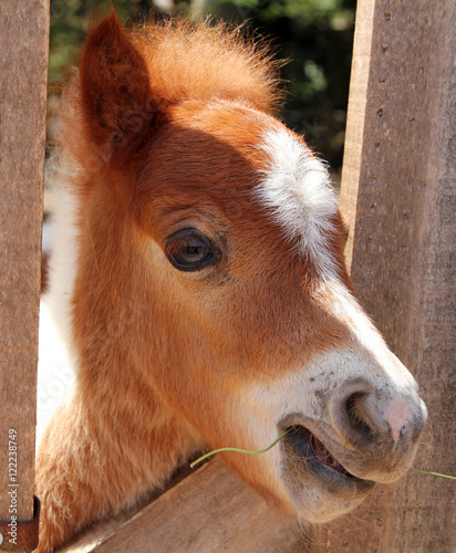 Fotografie Portrait of Miniature horse
