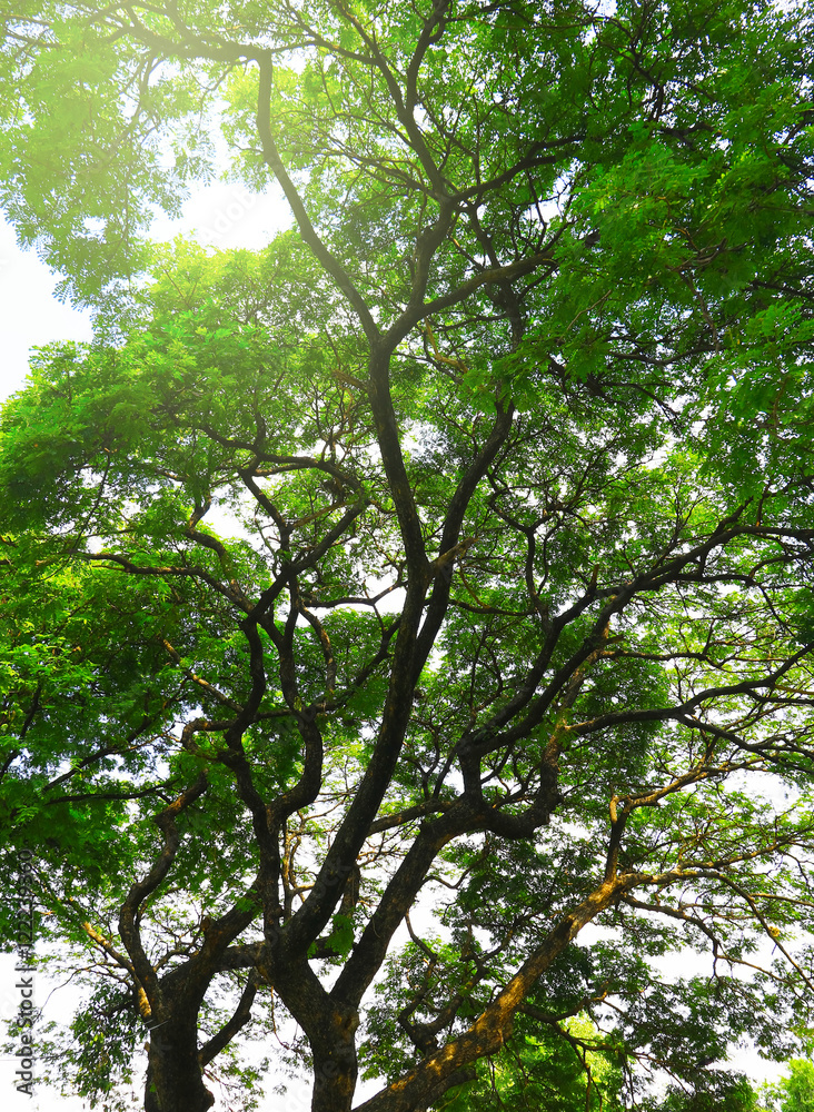 Fototapeta premium green forest background in a sunny day