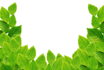 green leaves isolated on white background with copy space for design 