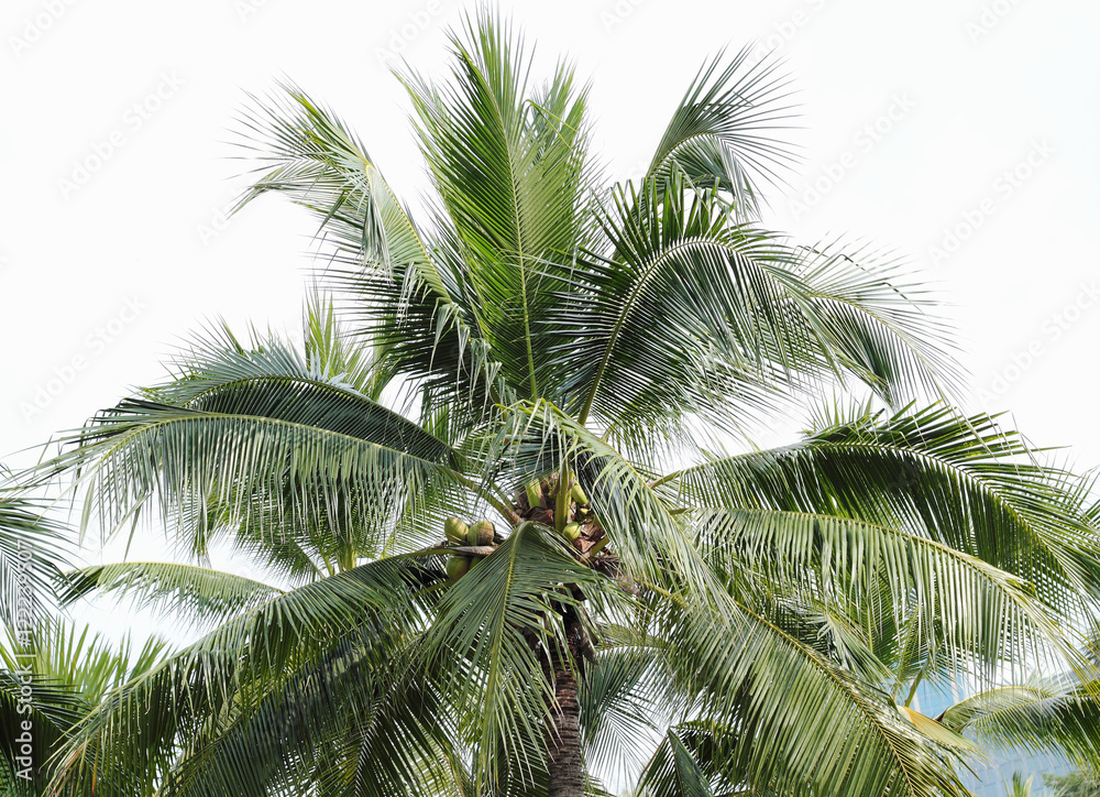 Fototapeta premium Coconut palm trees against on white background