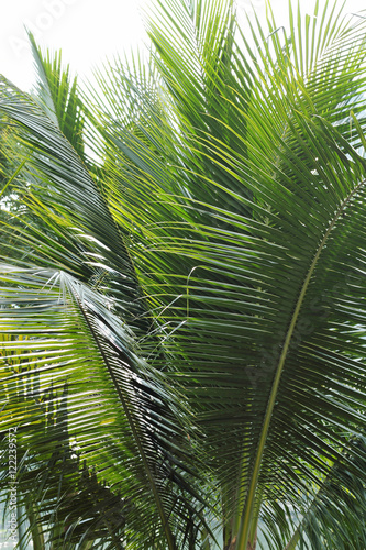 Coconut palm trees against on white background