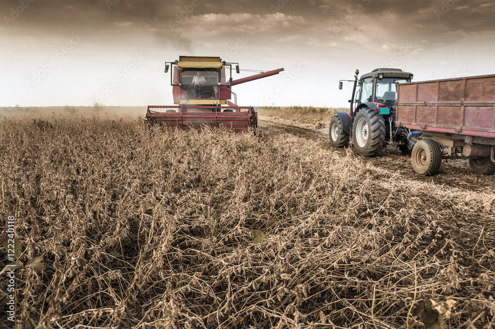 Obraz premium Field at soybean harvest time