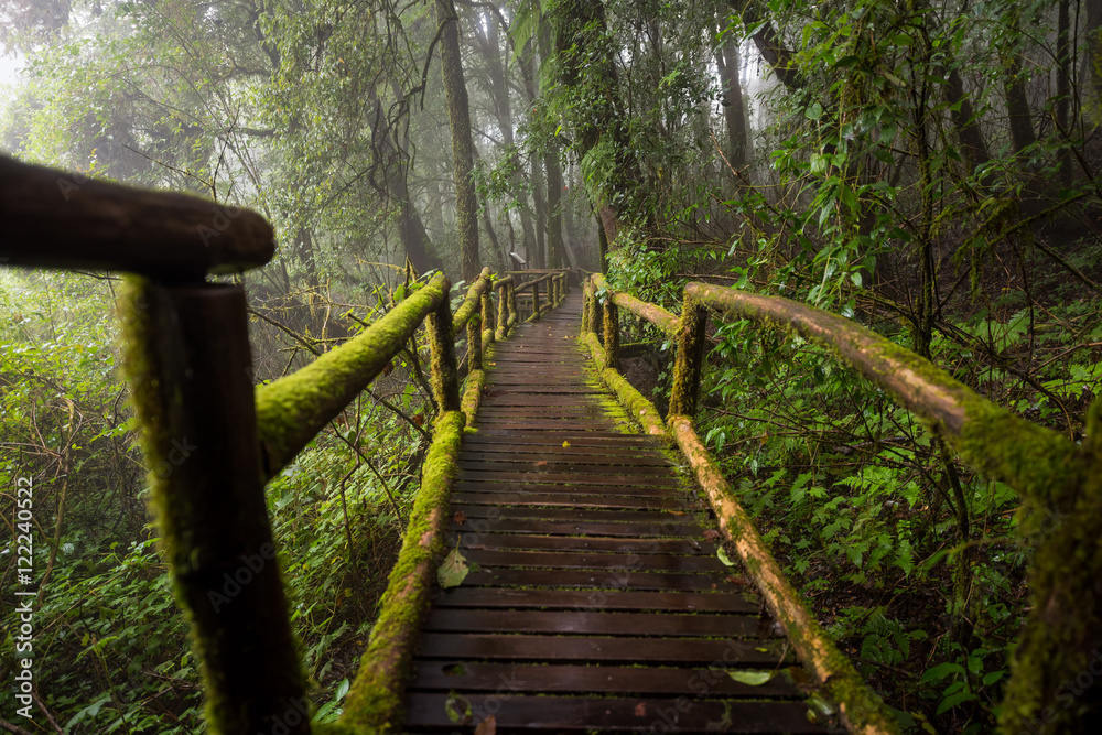 Fototapeta premium Scenic pathway of Ang Ka nature trail Doi Inthanon National Park Chiangmai ,Thailand.
