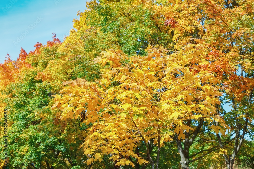 Young, beautiful autumn maple on a background of other trees.Focus concept. Young, beautiful autumn maple on a background of other trees.Focus concept.