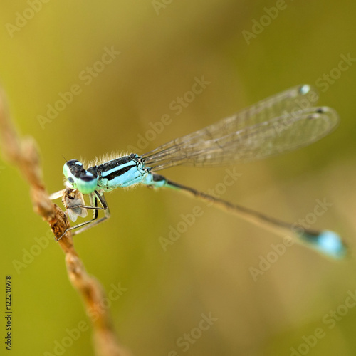 Blue dragonfly on a green plant with river in the background 