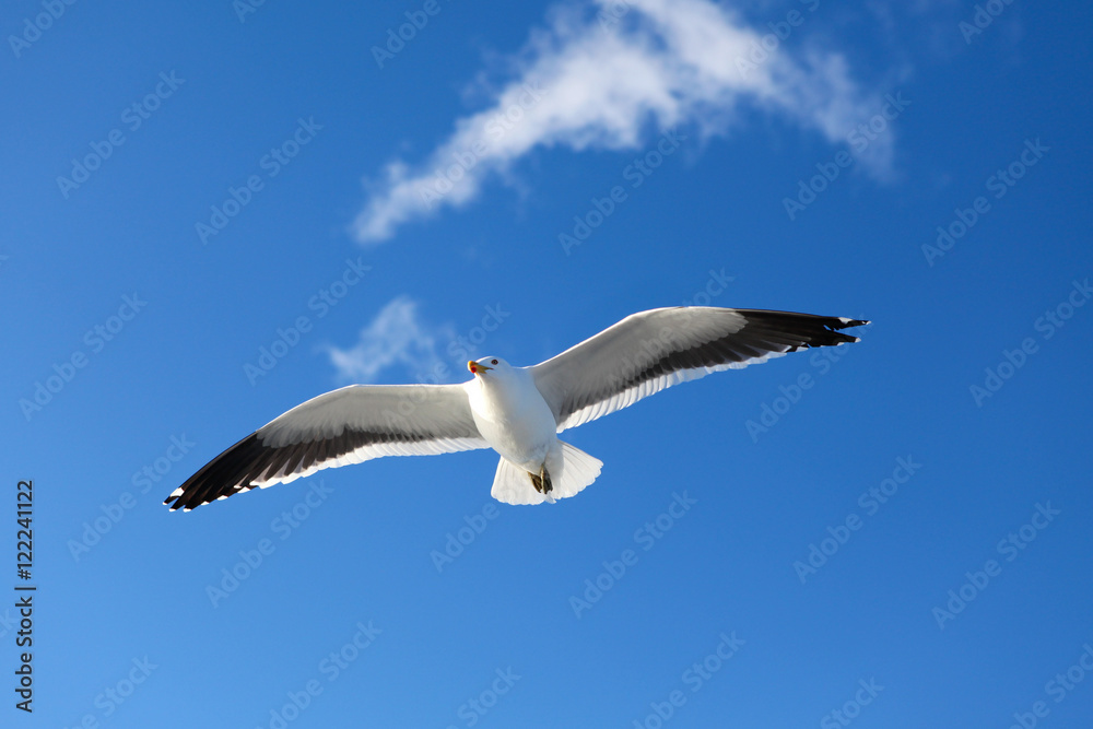 Obraz premium seagull flying in the blue sky