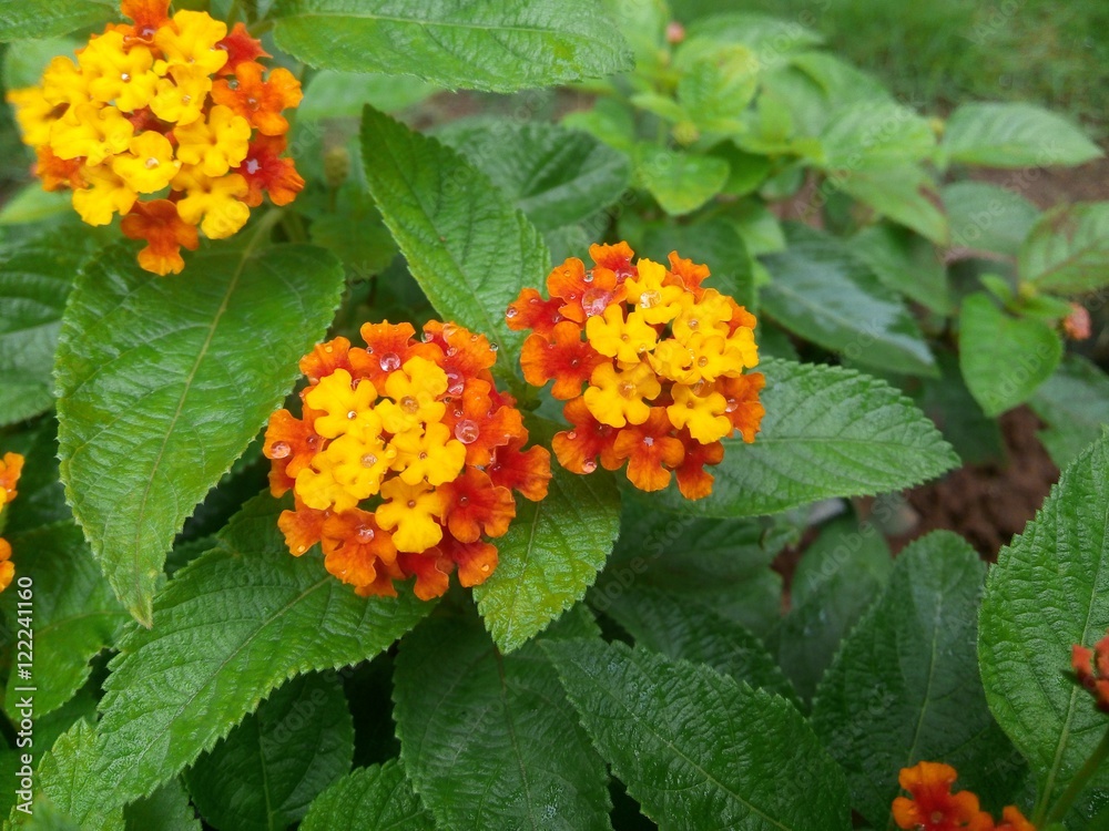 Flowers Flowers