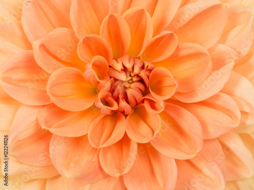 Full frame close up of an orange blooming chrysanthemum flower © Elles Rijsdijk
