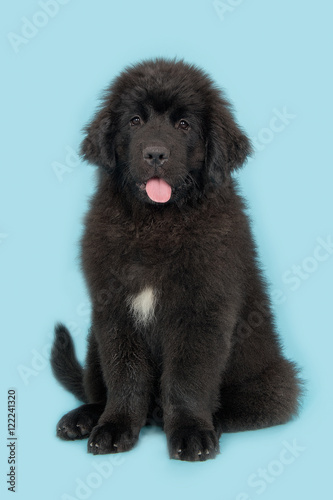 Cute young black new foundland dog facing the camera with tongue out of its mouth on a blue background  photo