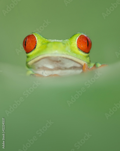 Red eye tree frog from costa rica with great red eyes, peaking over a green leaf