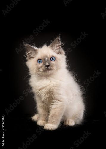Fototapeta Naklejka Na Ścianę i Meble -  Rag doll baby cat kitten with blue eyes facing the camera sitting in front of a black background
