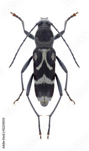 Beetle Chlorophorus figuratus on a white background photo