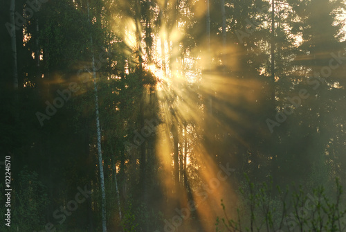 Sunbeams in the spring woods