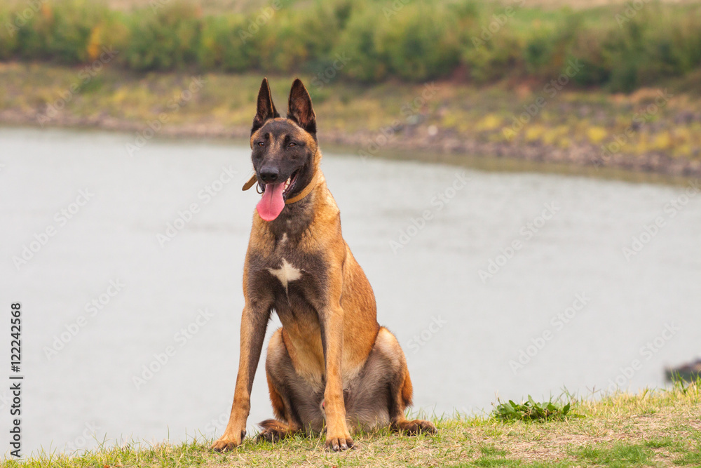 Belgian Malinois young puppy