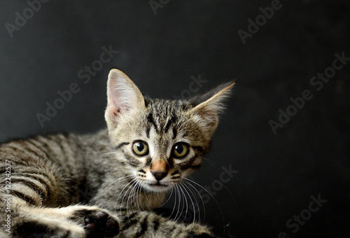 Chaton tigré sur fond sombre