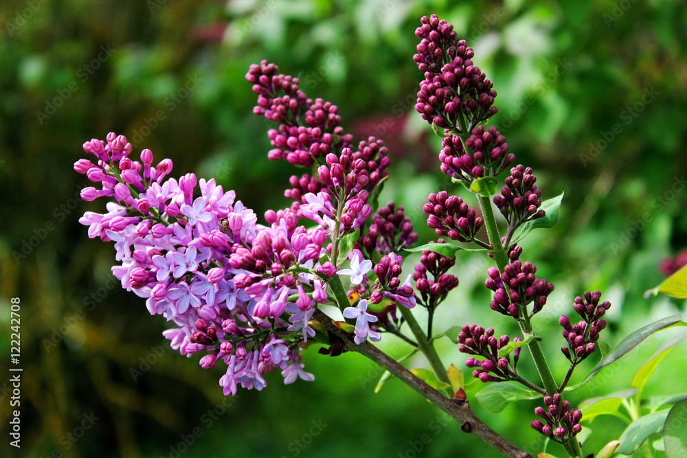 Obraz premium Lilac flowers