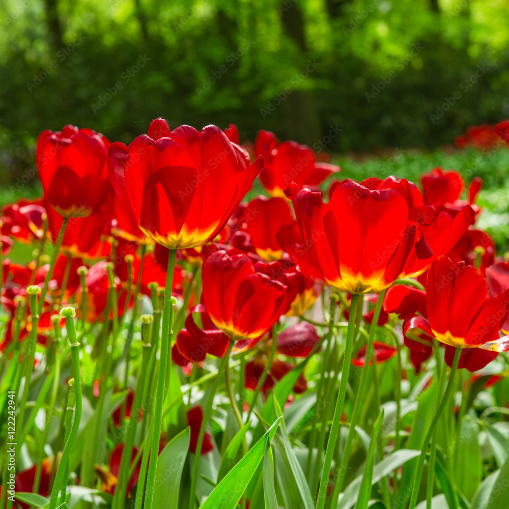 tulipe au Keukenhof - Pays Bas