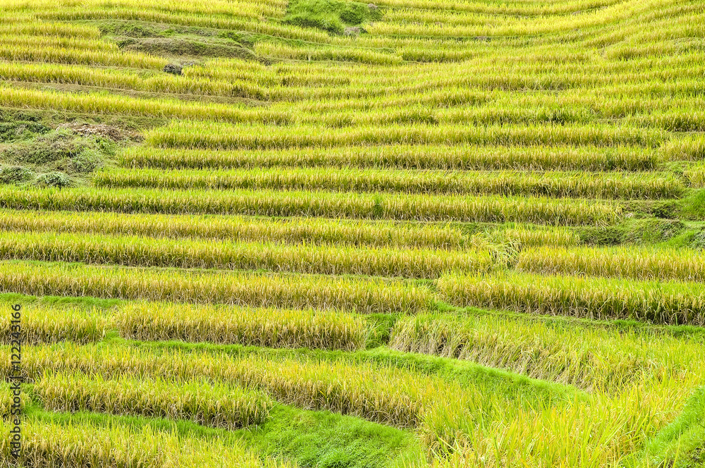 The terraced fields scenery in autumn
