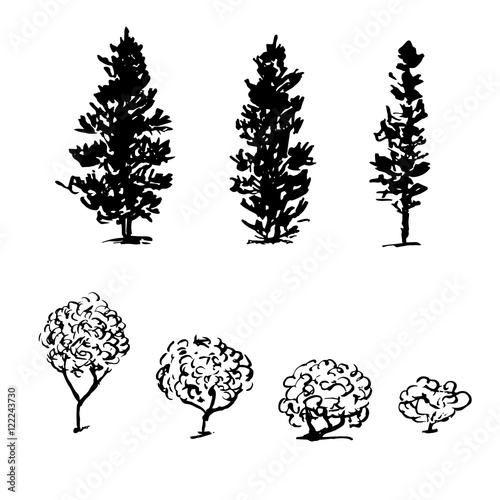 Drawing. Coniferous and deciduous trees. Separately.