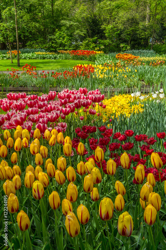 Fototapeta Naklejka Na Ścianę i Meble -  tulipe au Keukenhof