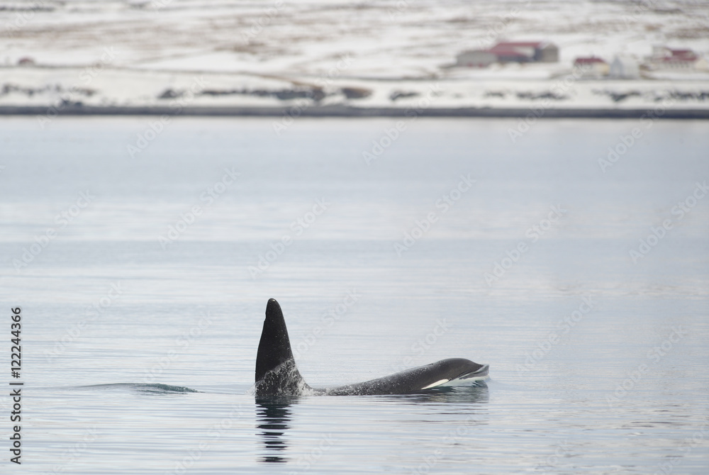 Fototapeta premium Orca, Iceland