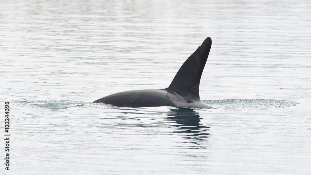 Naklejka premium Orca, Islandia