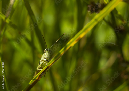 Big green grasshopper sitting on grass macro photo 