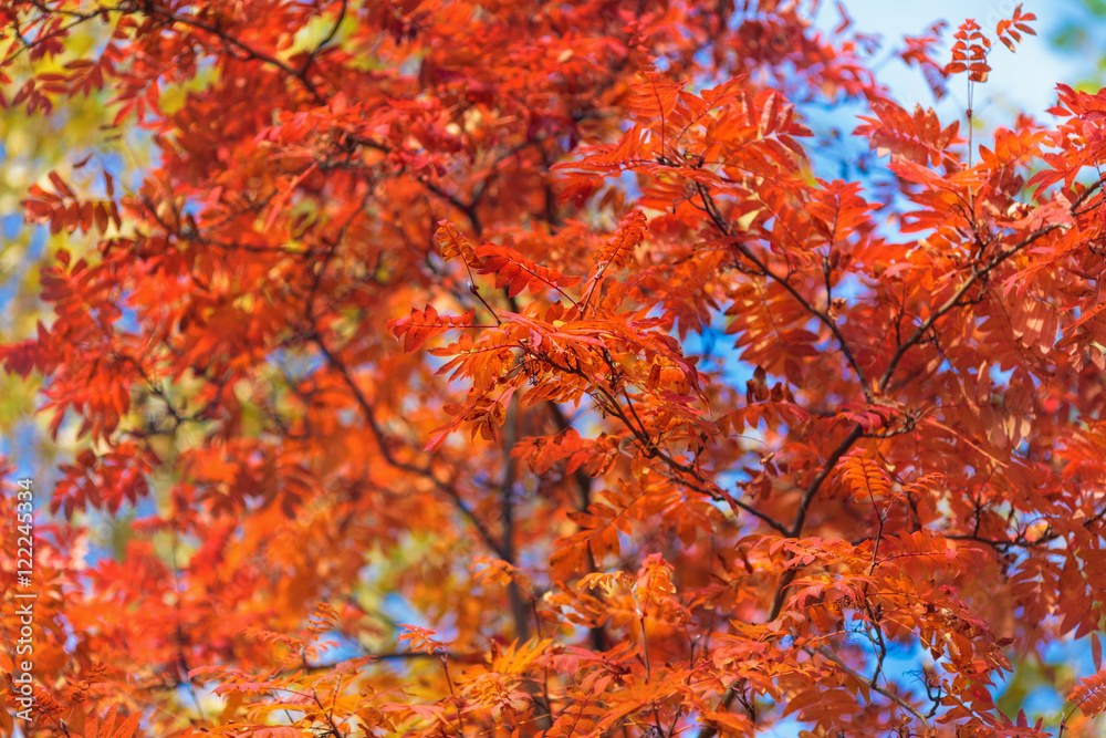 Blue sky among treetops in an autumn park, colourful trees Blue sky among treetops in an autumn park, colourful trees
