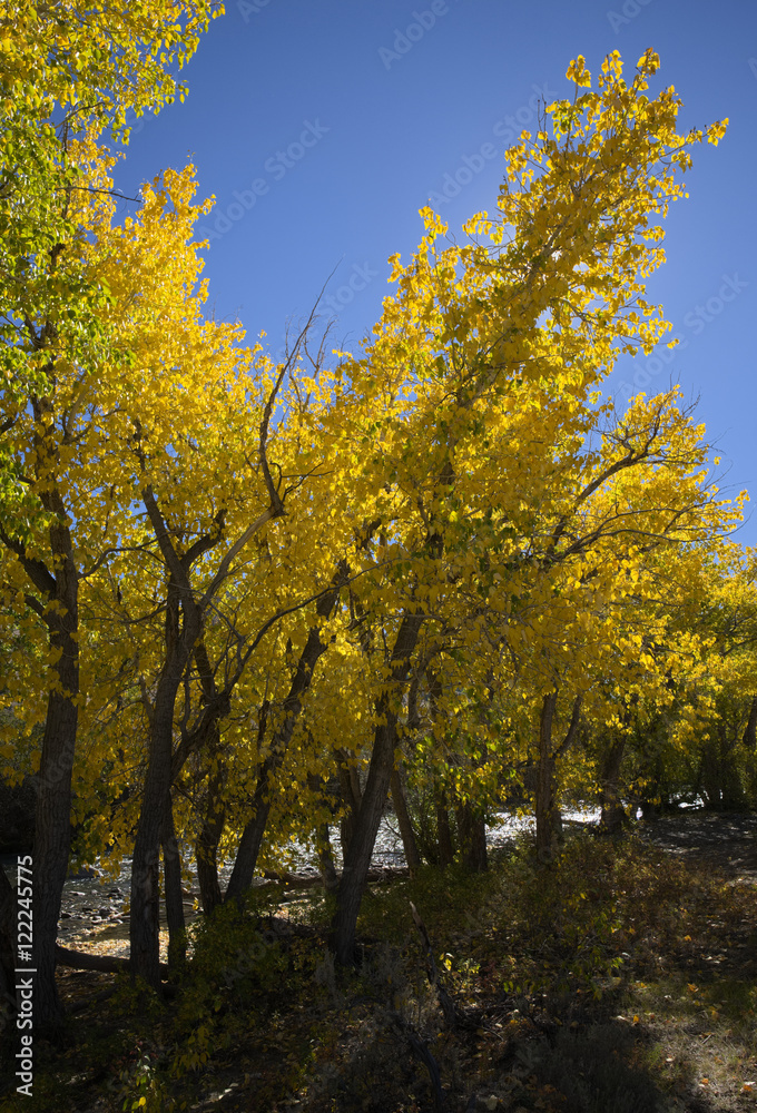 Cottonwood Trees along the Big Lost River of Idaho