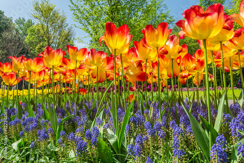 tulipes au Keukenhof