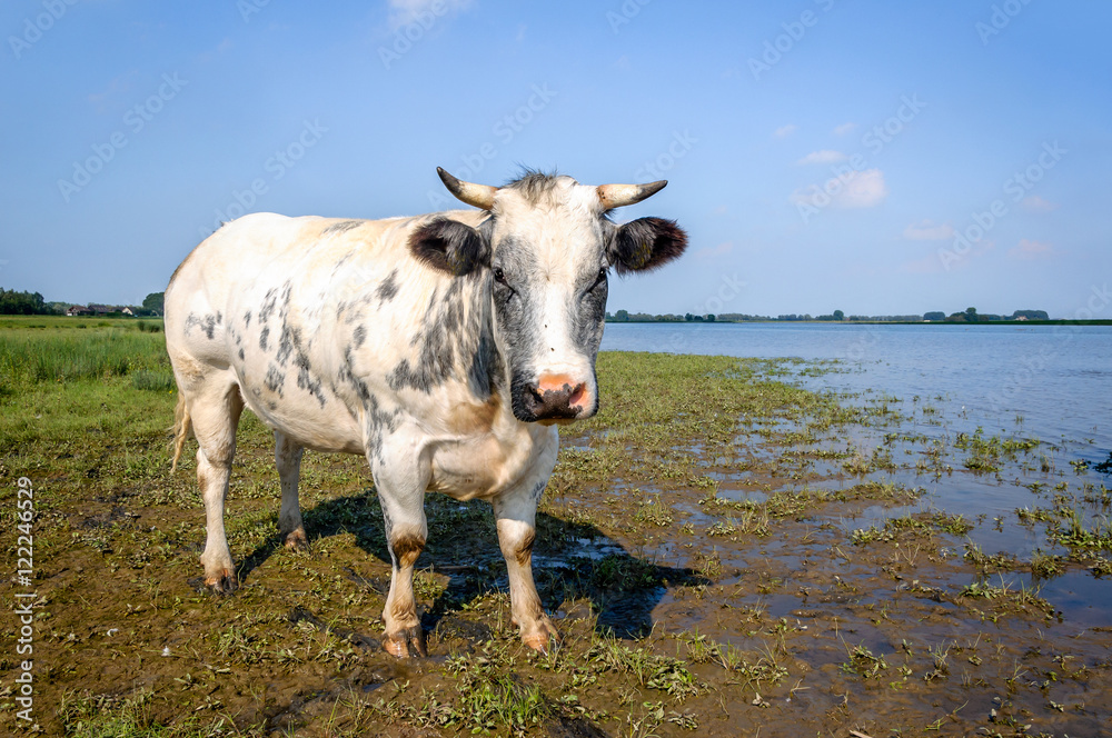 Grey spotted cow with horns curiously looking at the photographe