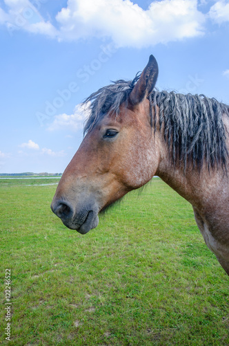 Portrait of a Belgian horse standing in a Dutch meadow © Ruud Morijn
