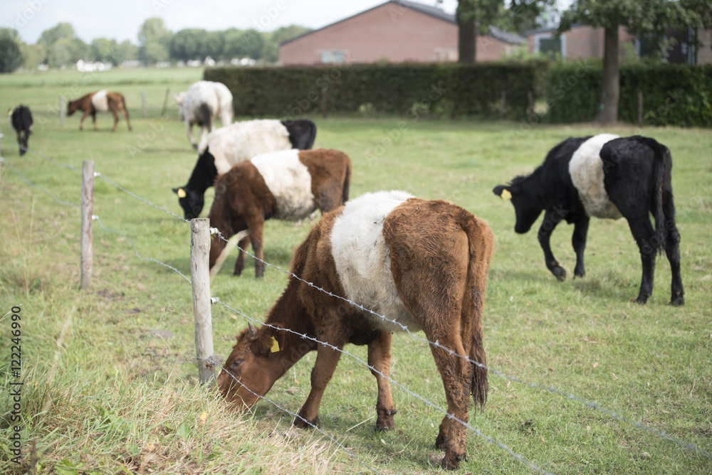 Lakenvelder cow and calf